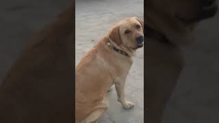 bada dukh hai bhai 😔#lucy #shorts