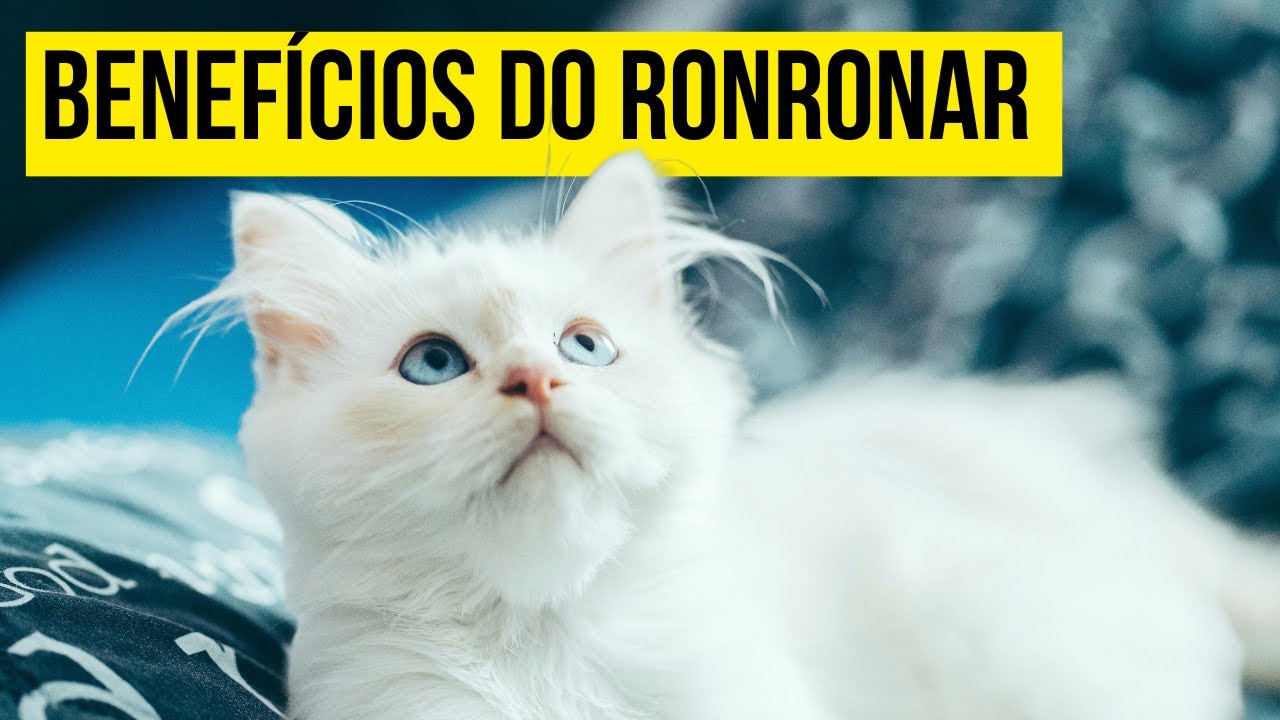 Ronronar Rugido Benefícios do RONRONAR para os HUMANOS - YouTube