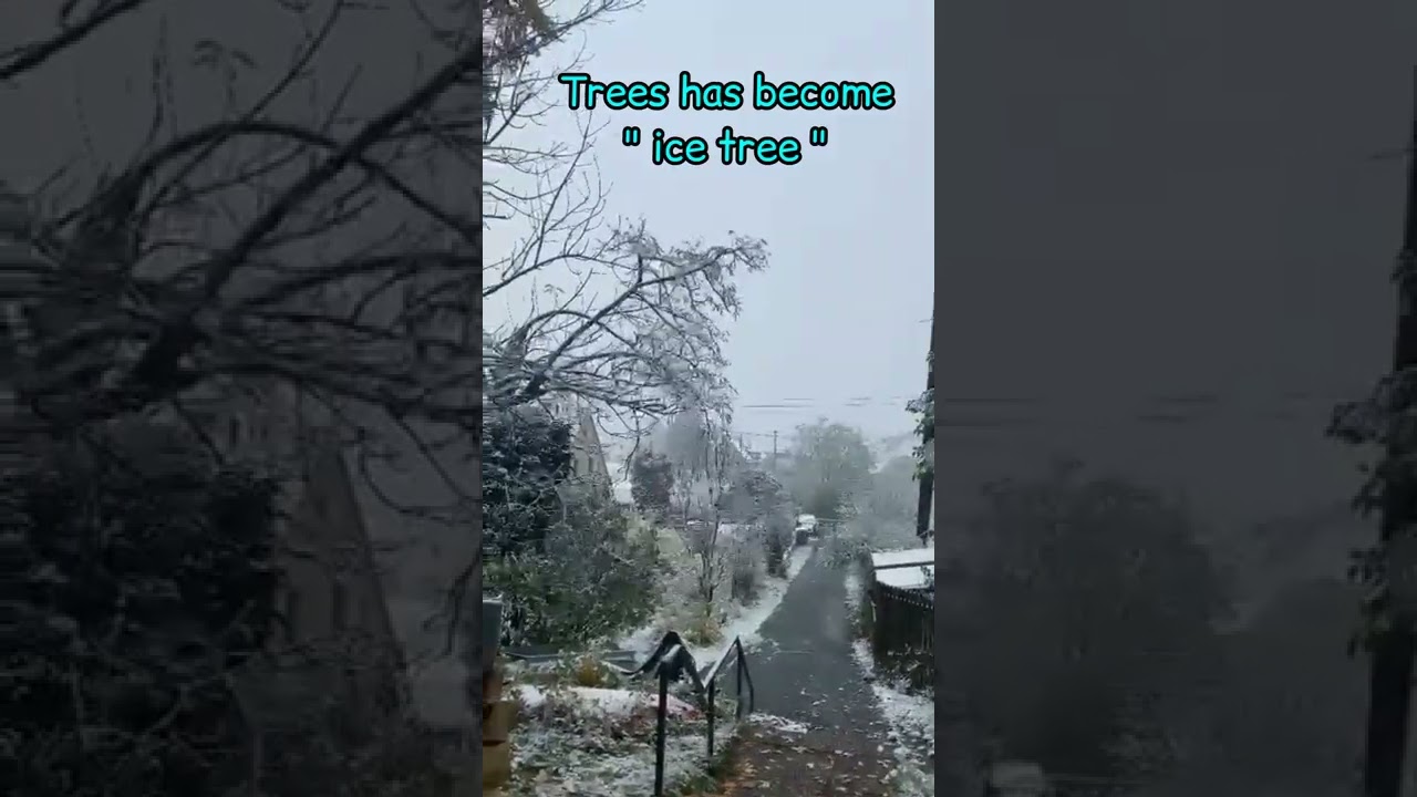 Beauty of winters..in Germany " Bayern".. Trees turned into icey tree❄️🌳🥶😊