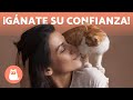 ¿Cómo mejorar el VÍNCULO con mi GATO? 🧍❤️🐈 (5 Consejos)