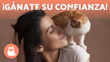 ¿Cómo establecer un vínculo afectivo con mi gato?