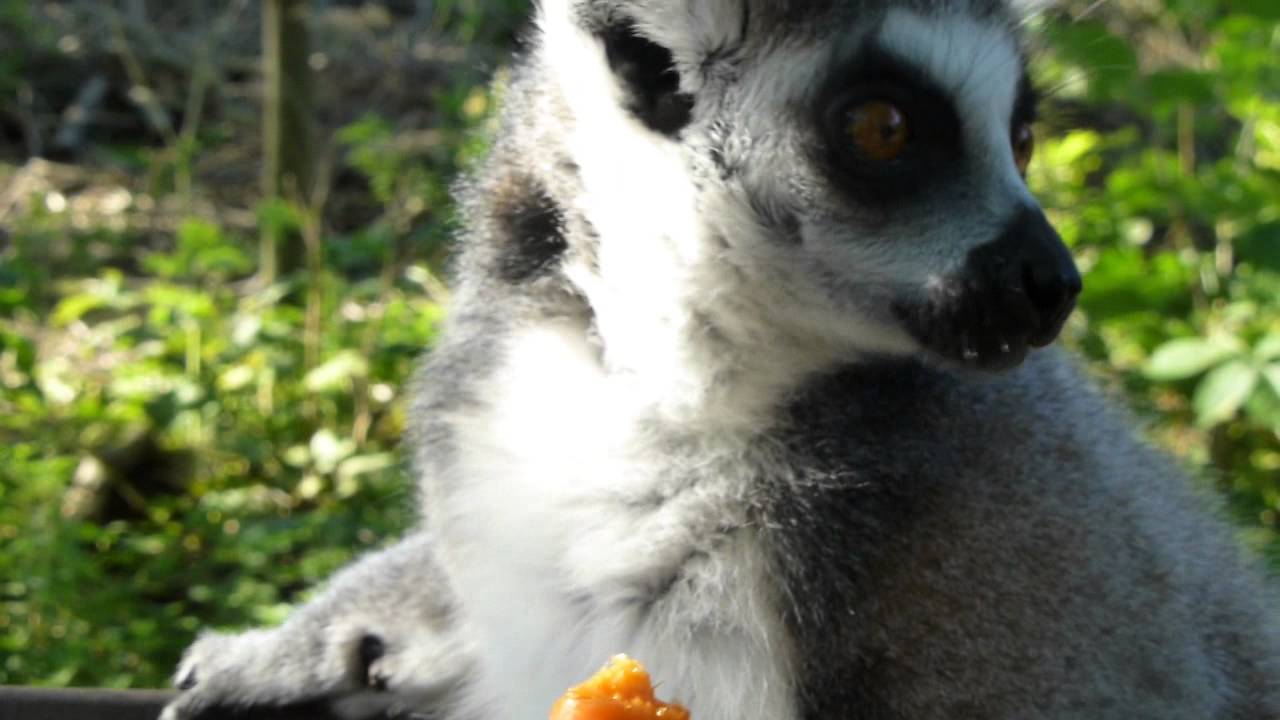 Lemur eats carrot @ Landgoed Hoenderdaell