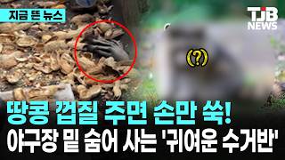 Just Offer a Peanut Shell and Out Pops a Paw!… The 'Cute Cleanup Crew' Living Under the Baseball ...