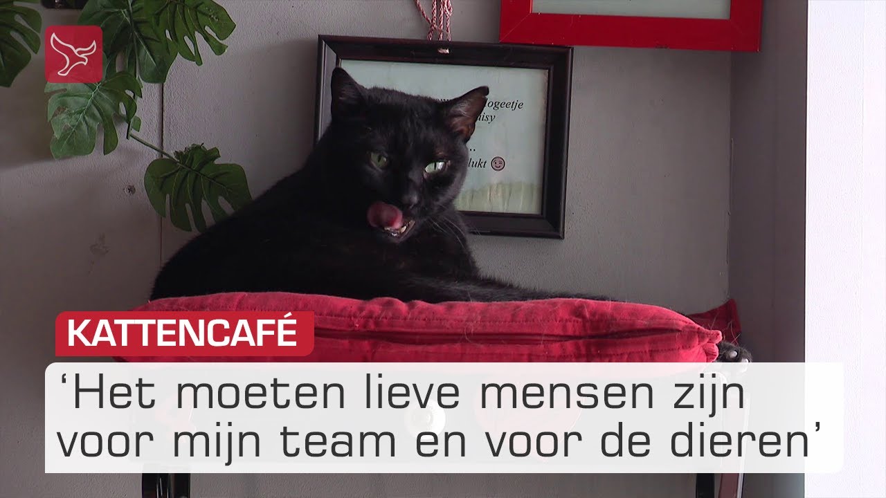 Laatste kopje koffie tussen de katten? The Coffee Cat staat te koop | Omroep Flevoland