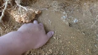 Australian gold prospectors use mining tools to unearth  gold nuggets worth millions