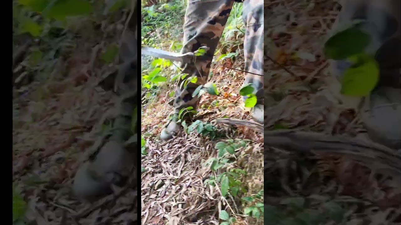 skills and techniques for cutting down bamboo trees quickly using simple tools 