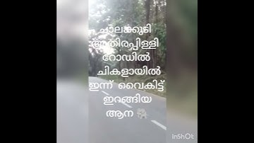 #ചാലക്കുടി അതിരപ്പിള്ളി റോഡിൽ ചികളായിൽ ഇന്ന് വൈകിട്ട് ഇറങ്ങിയ ആന 🐘