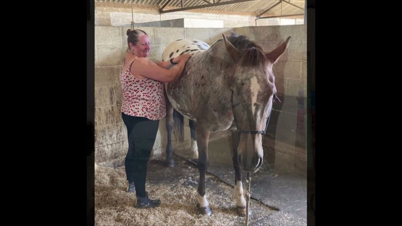 THH Week 6 - Equine Shoulder and Chest stretches
