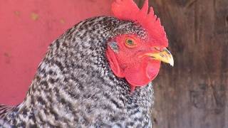 Raising Backyard Chickens