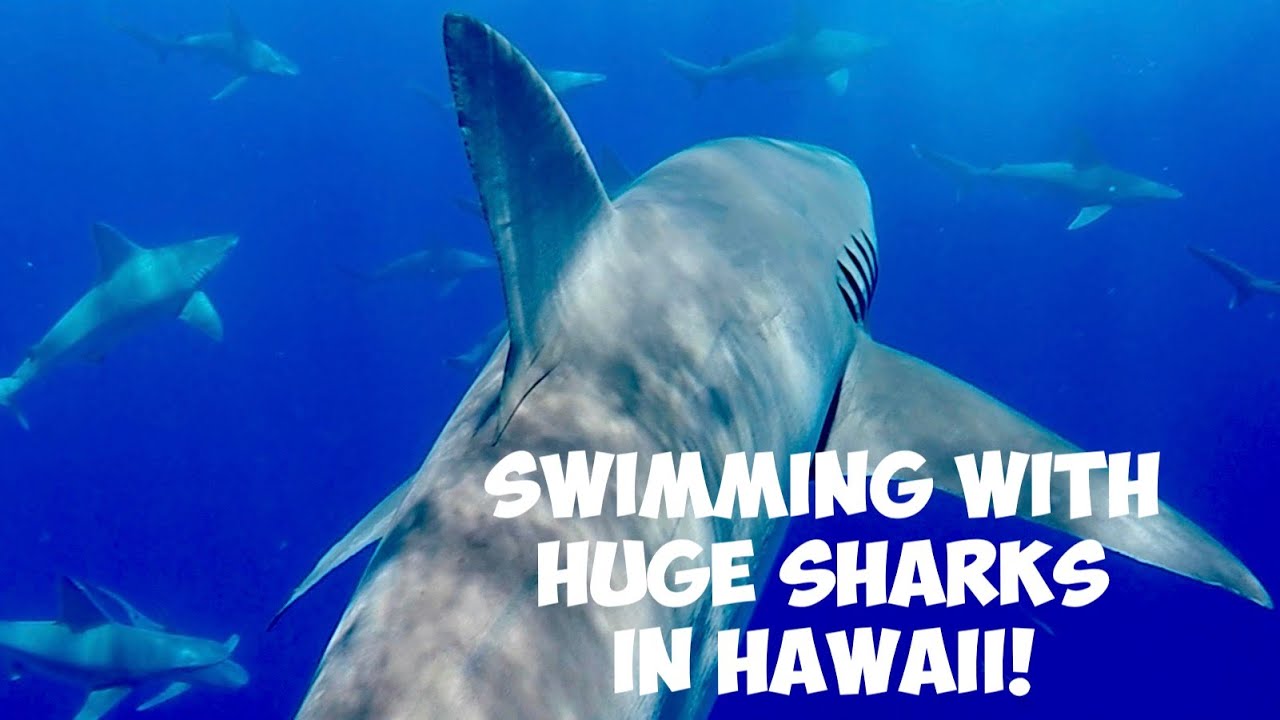Swimming with huge SHARKS in Hawaii! YouTube