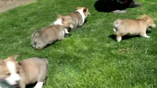 Pembroke Welsh Corgi Puppies For Sale by Greenfield Puppies 17 views 8 hours ago 38 seconds