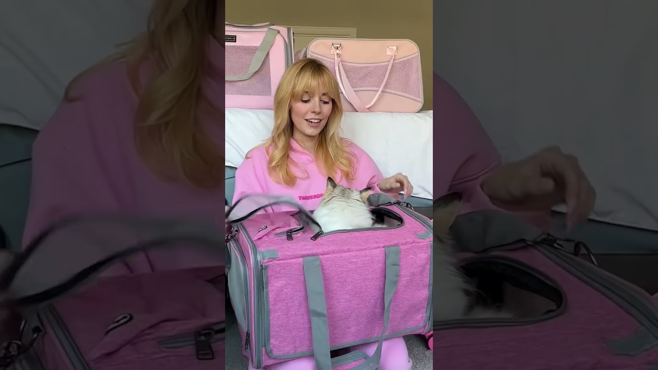 The cats checking out the new cat carriers