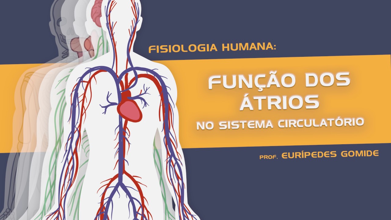 Fisiologia Humana - Função dos Átrios no Sistema Circulatório - YouTube