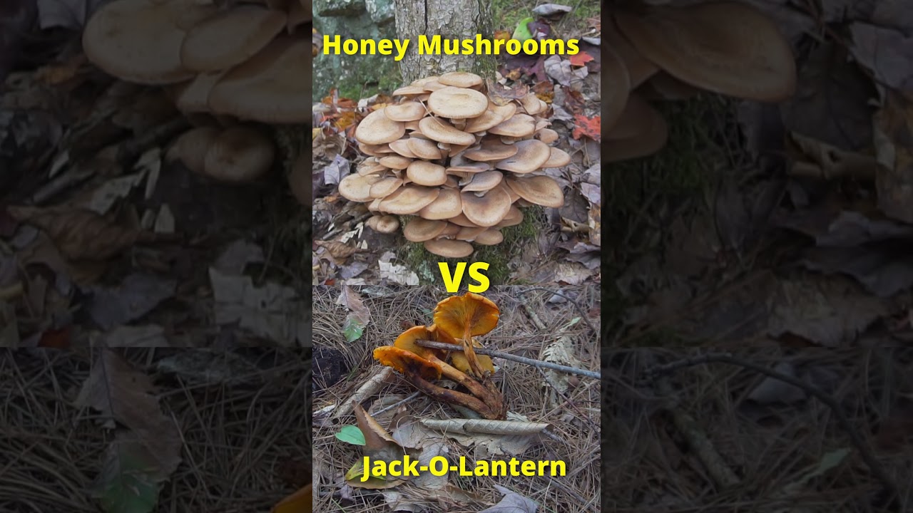 Этот токсичный гриб светится в темноте!