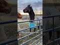 Horses Being Dumb & Funny#FunnyHorses #HorseFails #HilariousHorses #HorseMoments #SillyHorses