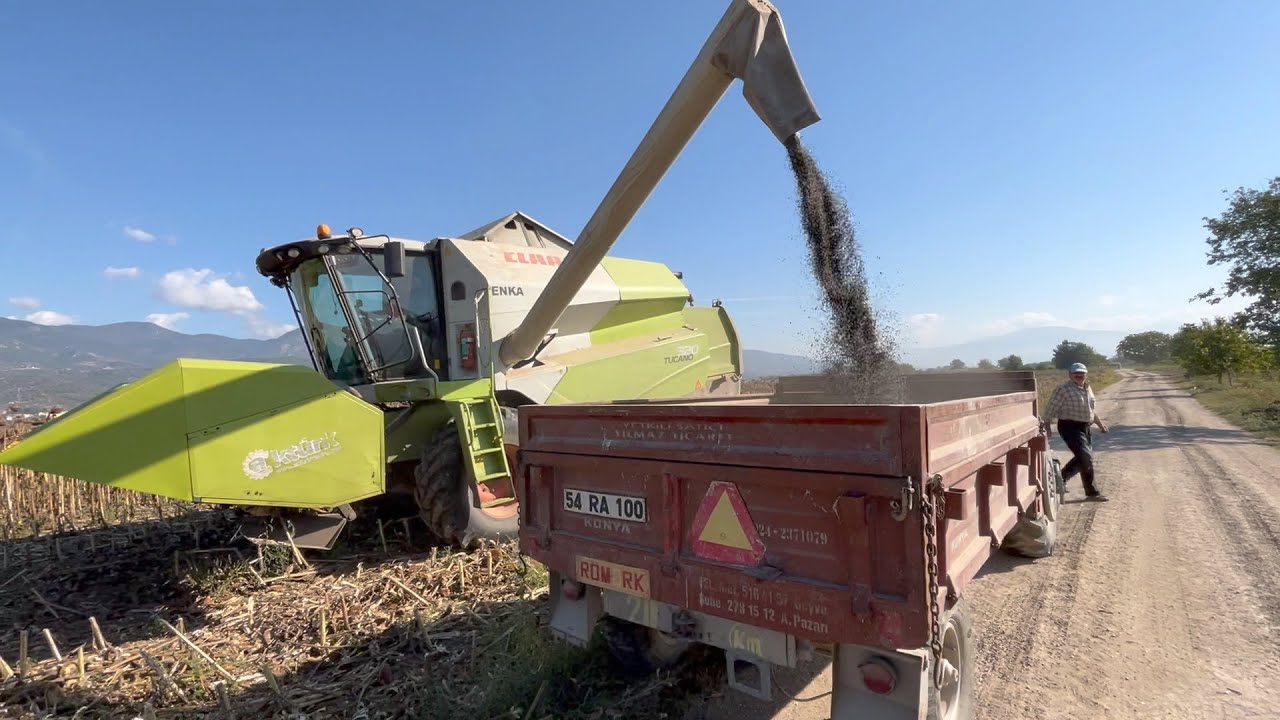 2022 Yağlık Ayçiçeği Hasadı - Verimler Nasıl ? Fiyatlar Ne Durumda ?