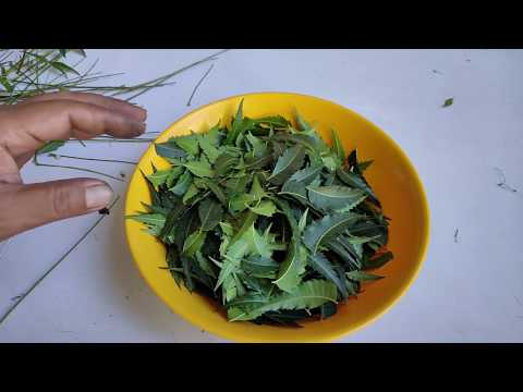 How to Make Neem Oil Insecticide from Neem Leaves (Tagalog)