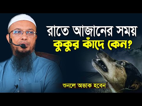 ভিডিও: কুকুররা কাদের পালা করে?