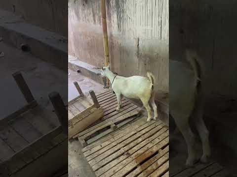 MashaAllah khubsurat Teddi Bakri