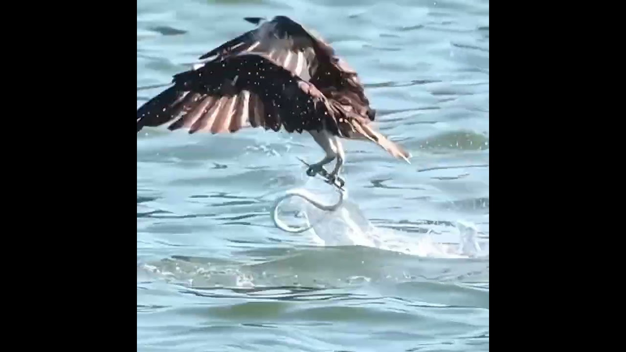 Eagle Attack on Snake 