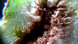 A Male Parasitoid Fig Wasp - Philotrypesis Sp. In Between Male And Gall Flowers Of Ficus Septic.