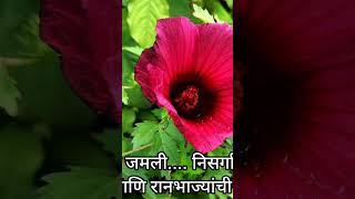 Ranbhaji पनफलच गटट जमल....अस नसरग अवशय बघव पवसळ रनभजय बददल महत