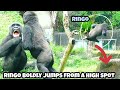 Ringo’s courage keeps growing — he jumped from a tree today 😄林戈膽子越來越大，今天挑戰樹上跳下