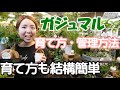 ガジュマル 育て方 管理方法 結構簡単 玄関に置くと良いです オススメ植物 観葉植物【おうちでガーデニング】開花園チャンネル