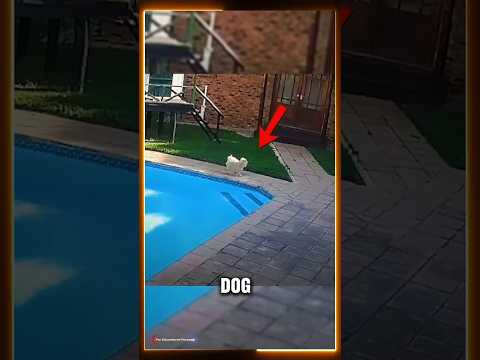 One Dog Was Drowning... The Other Faced Its Biggest Fear 🐶💔