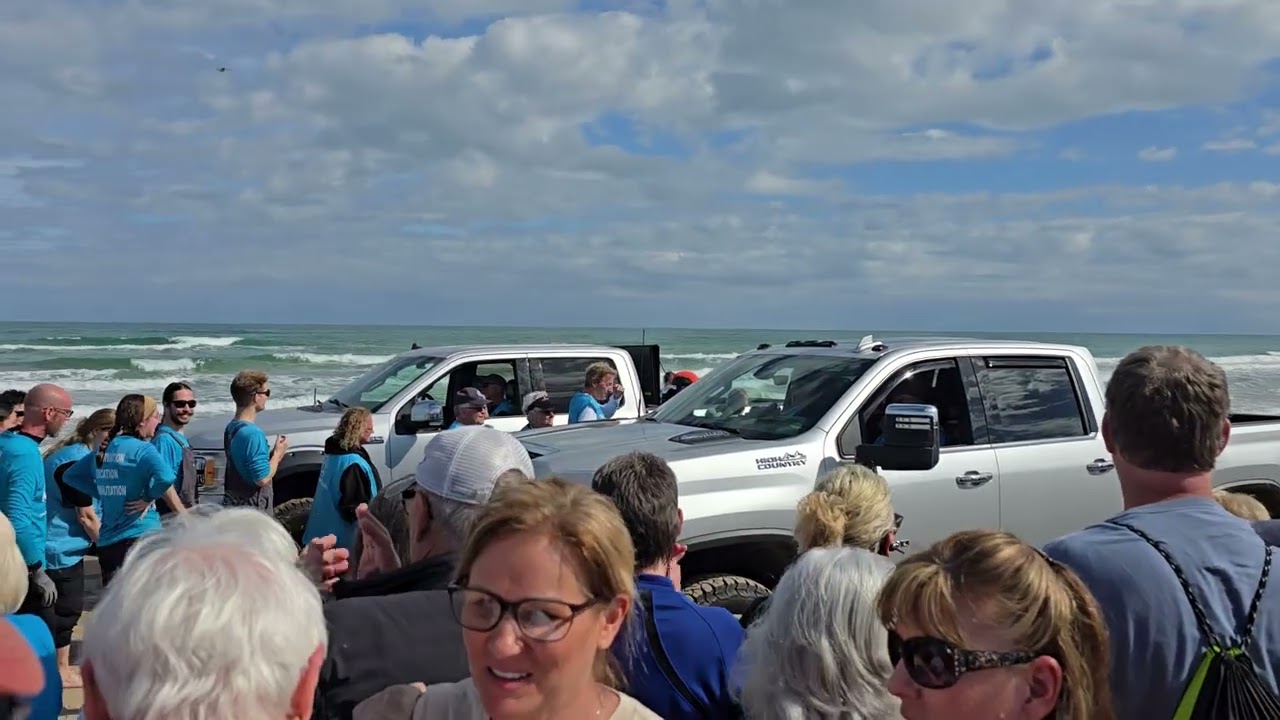 Today (Jan 29, 2026) TURTLES INC., South Padre Island released 299  Sea Turtles 