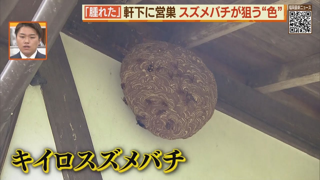 新女王誕生で狂暴化！？続くスズメバチへの警戒【シリタカ！】