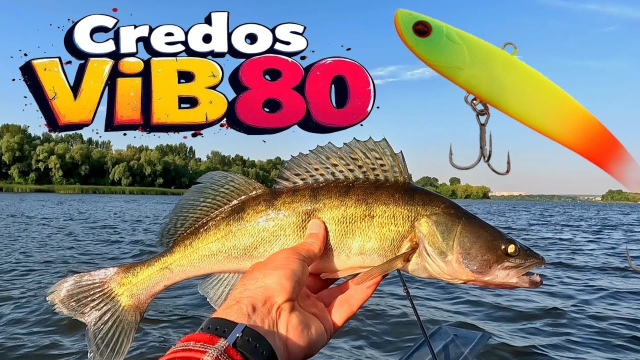 🔻 VIB CREDOS - ЯК РЕАГУЄ НА НЬОГО СУДАК 🔻