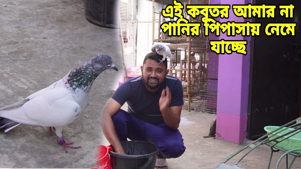 ঝাকে ঝাকে মানুষের কবুতর আমার বাসায় আসছে