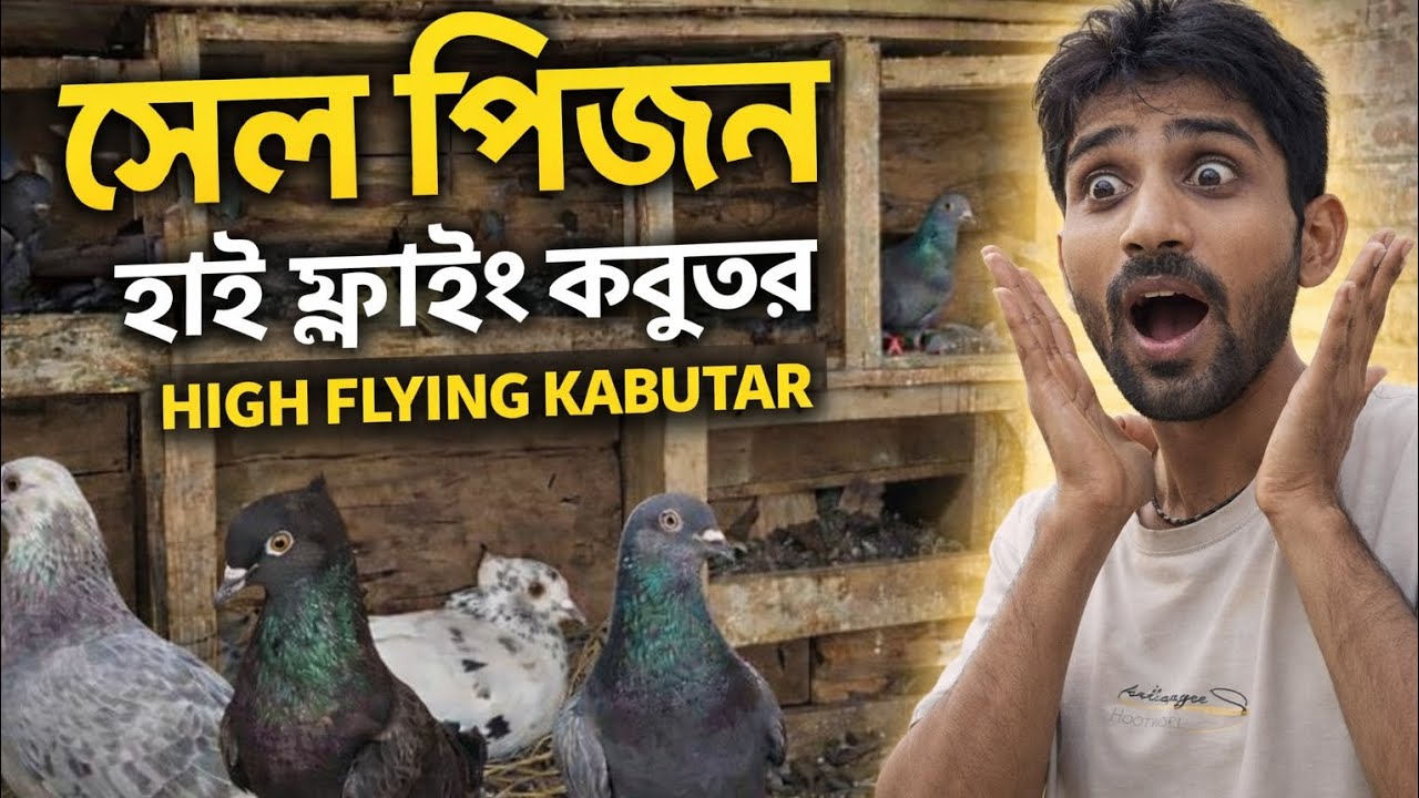 high flying kabootar sale 😱 হাই ফ্লাইং কবুতর বিক্রি 🕊️ সেল পিজনস ভিডিও 😍 MyPigeonsKB 