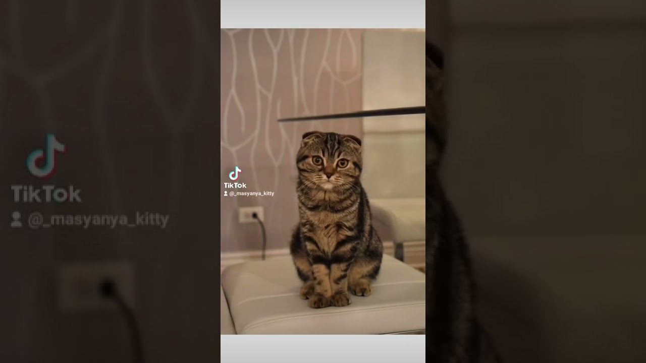 Разновидности окрасов шотландских вислоухих котов ❤️(Часть 1)