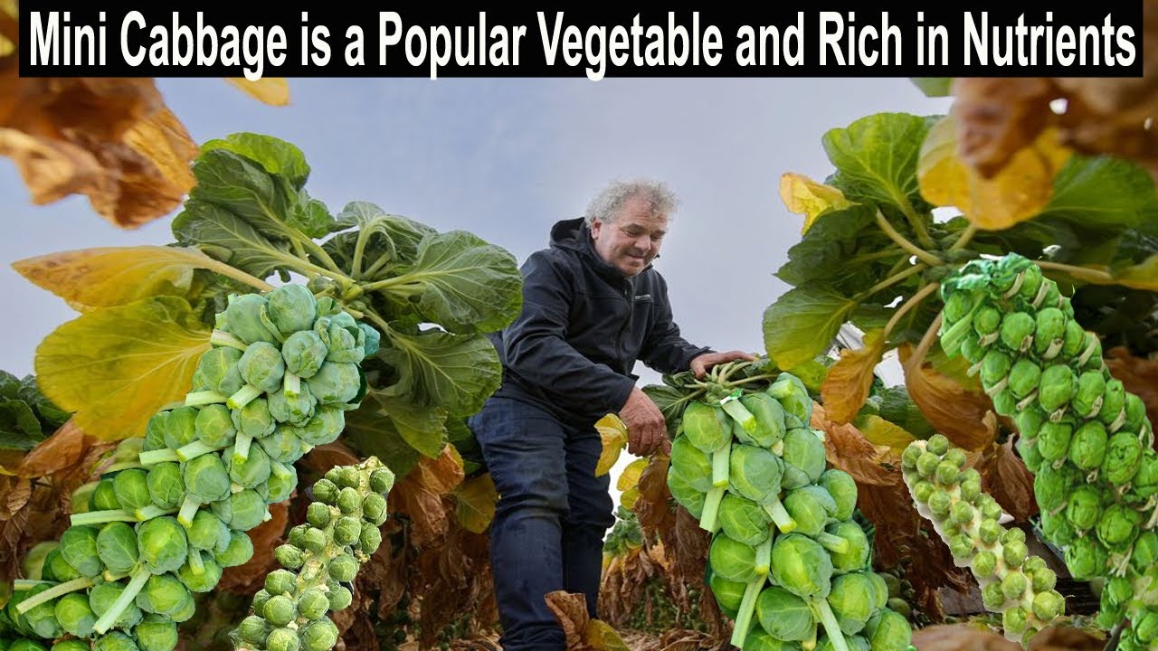 Brussels Sprouts Farming - How to Start a Business Mini Cabbage Cultivation - Vegetable Farming