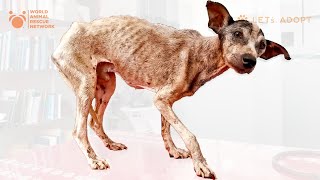 Pure Evil Abandoned This Sweet Dog With A Bullet In His Leg! What Did Viktor Larkhill Do? by World Animal Awareness Society 10,645 views 2 months ago 1 hour, 41 minutes