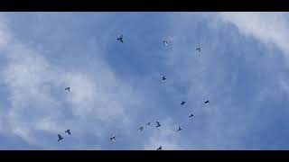 7/5/21 Serbian Highflyers Pigeons Australia Melbourne, birds up like dots trying to bring them down