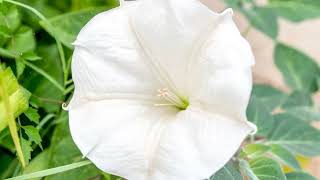 How to Grow Moonflower Vine