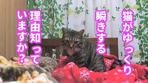 ゆっくり瞬きする野良猫 Youtube