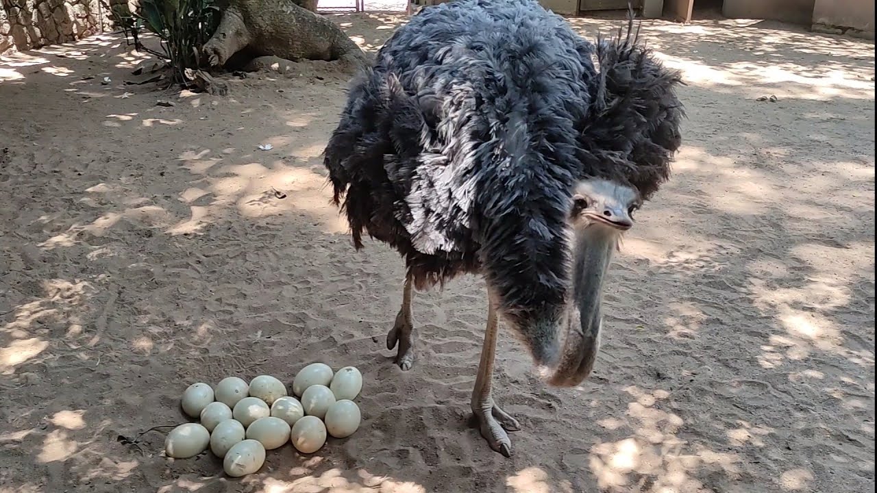 Ostriches protect eggs. 🦩🥚