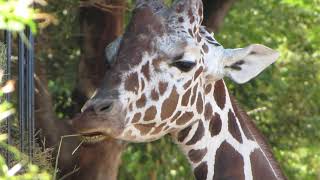 Come mangia una giraffa