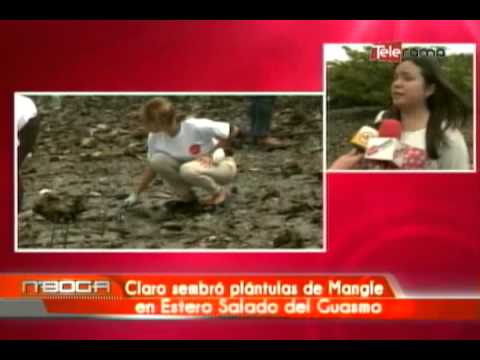 Claro sembró plántulas de mangle en Estero Salado del Guasmo