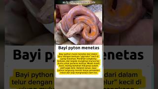 Detik-Derik Menetasnya Python