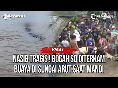 Tragis! Bocah SD Diterkam Buaya Saat Mandi di Sungai Arut Kalteng