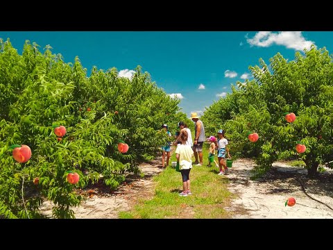 Florida Farm. Peach Season In Florida. U pick peaches. Walking Tour. Travel Video 4K