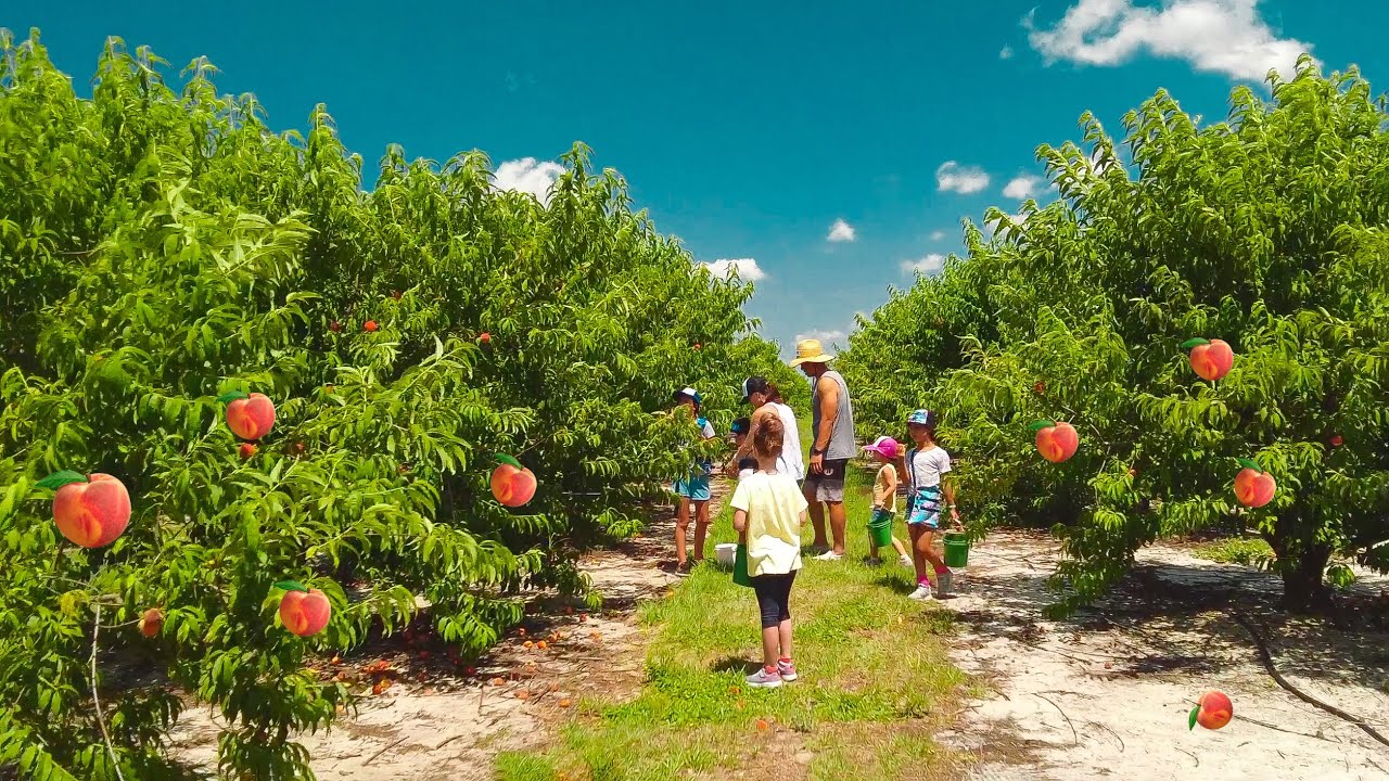 Florida Farm. Peach Season In Florida. U pick peaches. Walking Tour