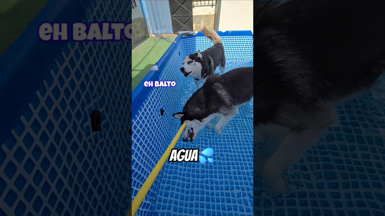 AGUA 💦 Max y Balto con sus diálogos husky 🐶😂 