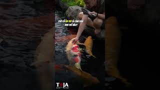 Cho Cá Koi Ăn Tay Có Khó Không? Cách Giúp Cá Dạn Người Hơn | TOJA Koi