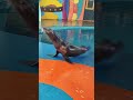#sealions #cute #funny #magnet #animals